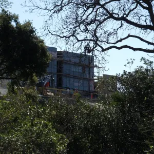 Future location of two Island Oaks, flanking the entrance to the new Island Section at the Pritzlaff Conservation Center