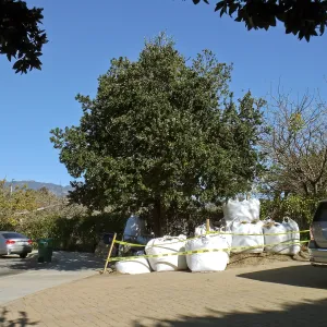 Island Oaks at 299 Palm Avenue, prior to relocation to the entrance of the new Island Section at the Pritzlaff Conservation Center