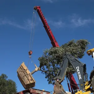 Installation of Island Oaks, flanking the entrance to the new Island Section at the Pritzlaff Conservation Center