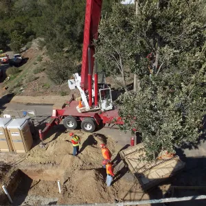Installation of Island Oaks, flanking the entrance to the new Island Section at the Pritzlaff Conservation Center