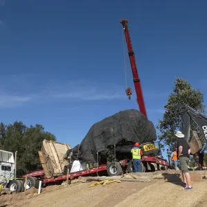 Installation of Island Oaks, flanking the entrance to the new Island Section at the Pritzlaff Conservation Center