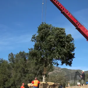 Installation of Island Oaks, flanking the entrance to the new Island Section at the Pritzlaff Conservation Center