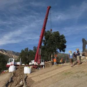 Installation of Island Oaks, flanking the entrance to the new Island Section at the Pritzlaff Conservation Center