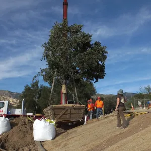 Installation of Island Oaks, flanking the entrance to the new Island Section at the Pritzlaff Conservation Center
