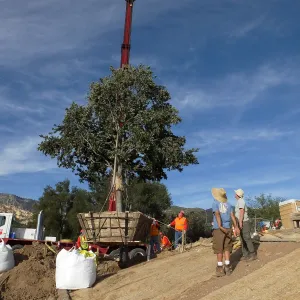 Installation of Island Oaks, flanking the entrance to the new Island Section at the Pritzlaff Conservation Center