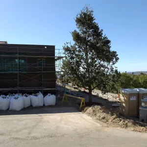 After installation of Island Oaks, flanking the entrance to the new Island Section at the Pritzlaff Conservation Center