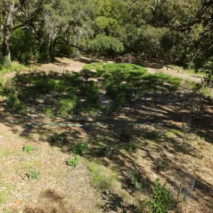 Centennial Maze