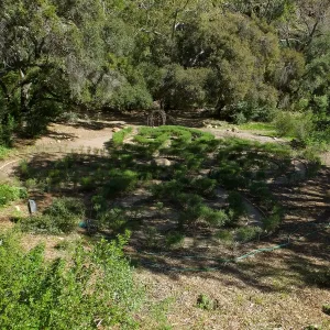 Centennial Maze