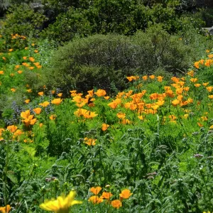 Poppies in Groundcover Section