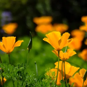 Poppies in Groundcover Section