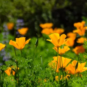 Poppies in Groundcover Section