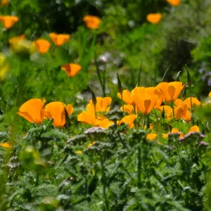 Poppies in Groundcover Section