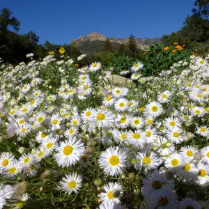 Erigeron divergens in the Groundcover Section