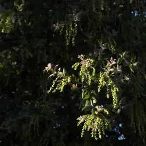 Oak flowers on the Porter Trail (Coastal Live Oak)