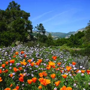 Poppies in Groundcover Section