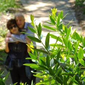 Visitors in Wooded Dell