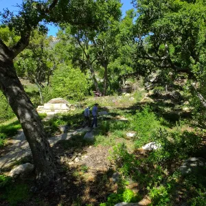 Wooded Dell
