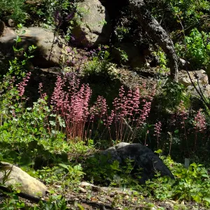 Wooded Dell, Heuchera