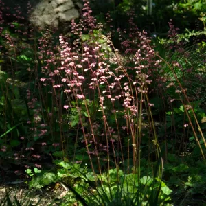 Wooded Dell, Heuchera