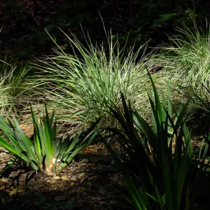 Wooded Dell, Calamagrostis foliosa and Iris PCH