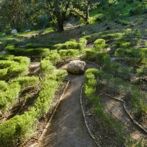 Centennial Maze