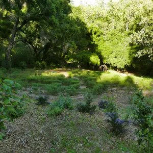 Centennial Maze