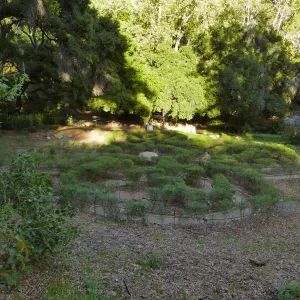 Centennial Maze