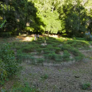 Centennial Maze
