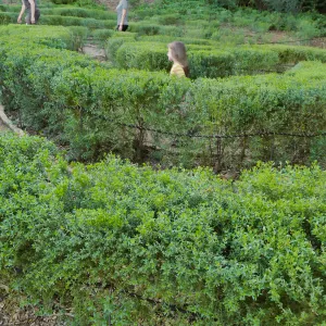Centennial Maze