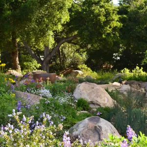 Home rain garden