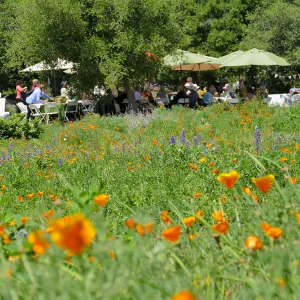Garden Club of Santa Barbara Centennial Birthday Meeting
