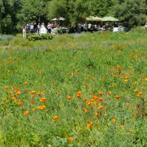 Garden Club of Santa Barbara Centennial Birthday Meeting