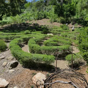 Garden Club of Santa Barbara Centennial Birthday Meeting, Club members touring the Centennial Maze