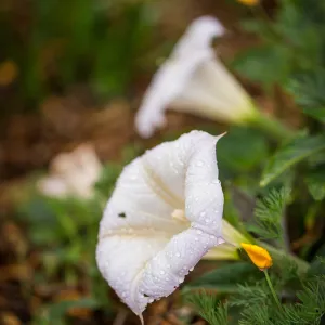 Datura