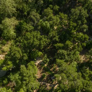 Aerial view of Wooded Dell
