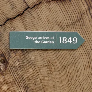 Geege, the 49er