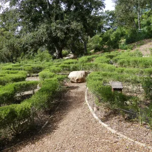 Centennial Maze
