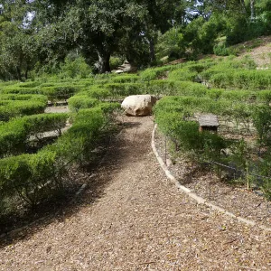 Centennial Maze
