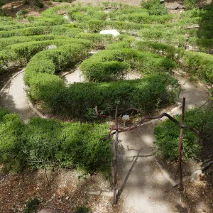 Centennial Maze