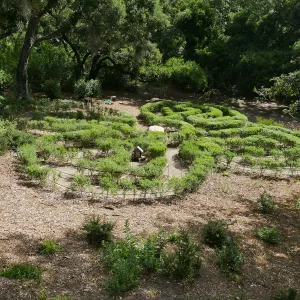 Centennial Maze