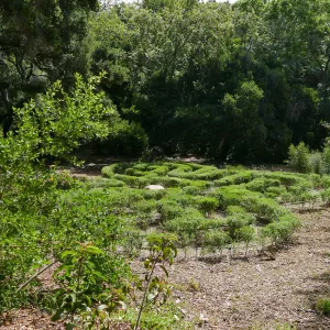 Centennial Maze