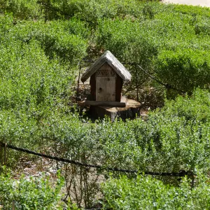 Centennial Maze, Gnome House