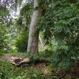 Fallen sycamore branch in the Redwood Section
