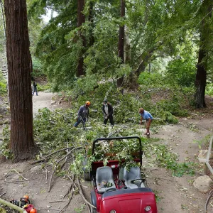 Horticulture crew clearing fallen sycamore branch in the Redwood Section