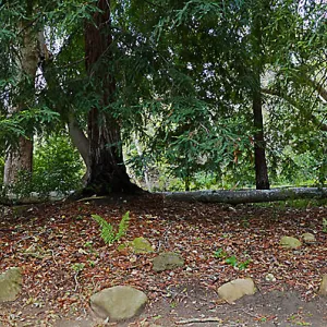 Panorama of fallen sycamore branch in the Redwood Section