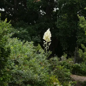 Our Lord’s Candle, Yucca whipplei