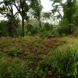 Wooded Dell panorama