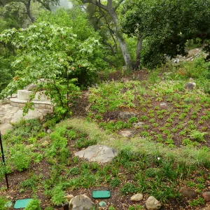 Wooded Dell