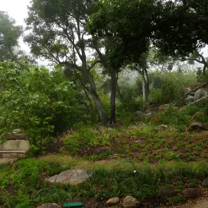 Wooded Dell