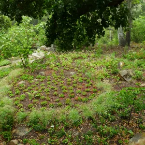 Wooded Dell